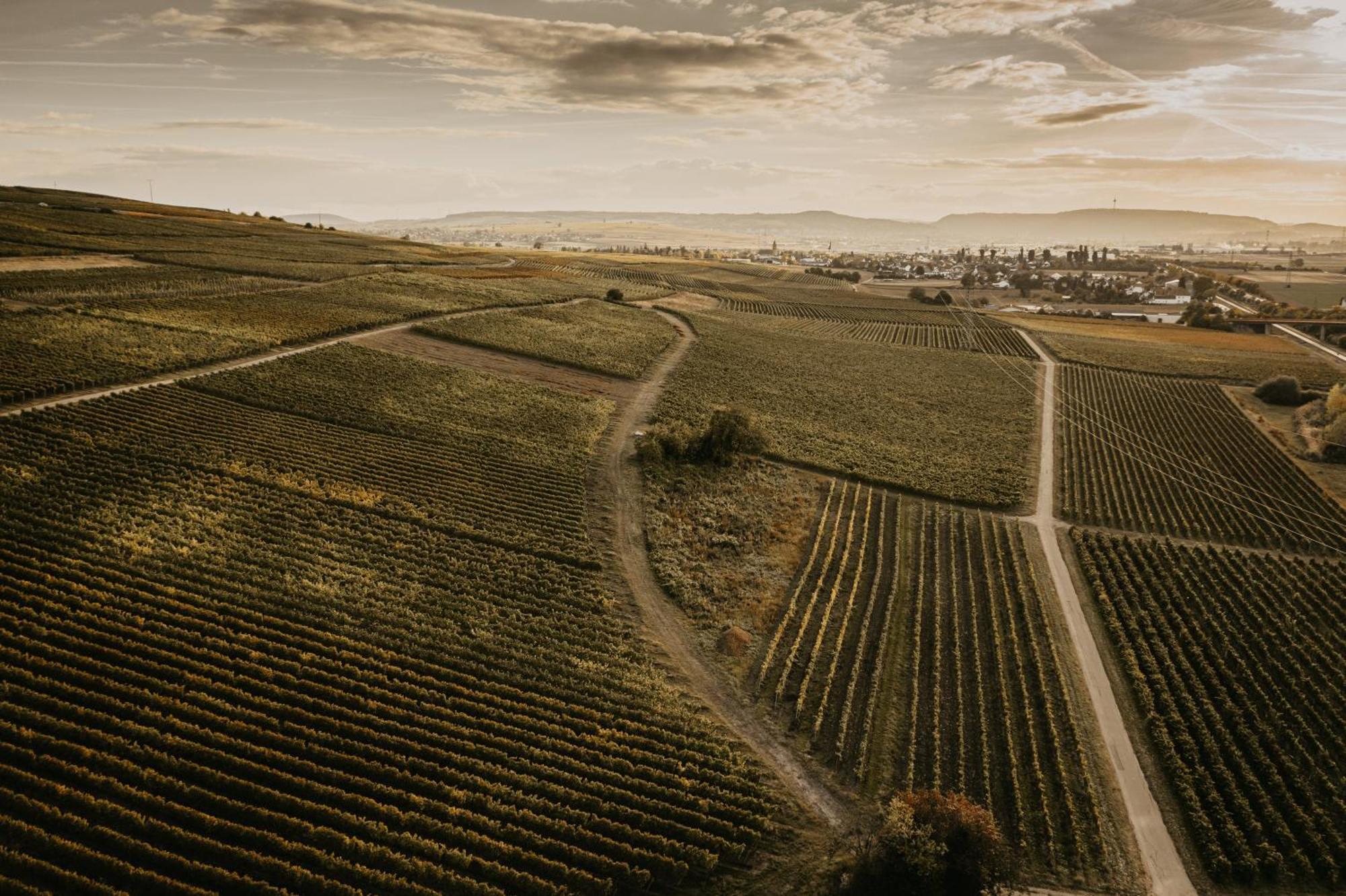 Weingut U. Gaestehaus Vogt-Fehlinger Biebelsheim Exteriér fotografie